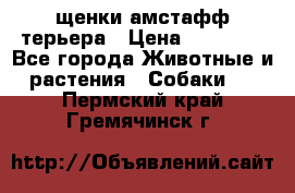 щенки амстафф терьера › Цена ­ 30 000 - Все города Животные и растения » Собаки   . Пермский край,Гремячинск г.